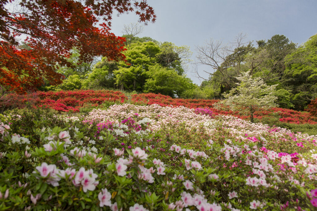 卯辰山公園の花菖蒲園