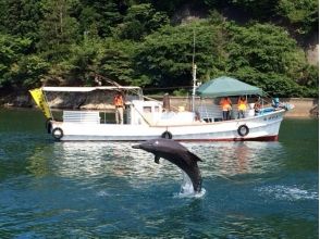 七尾湾のドルフィンウォッチング
