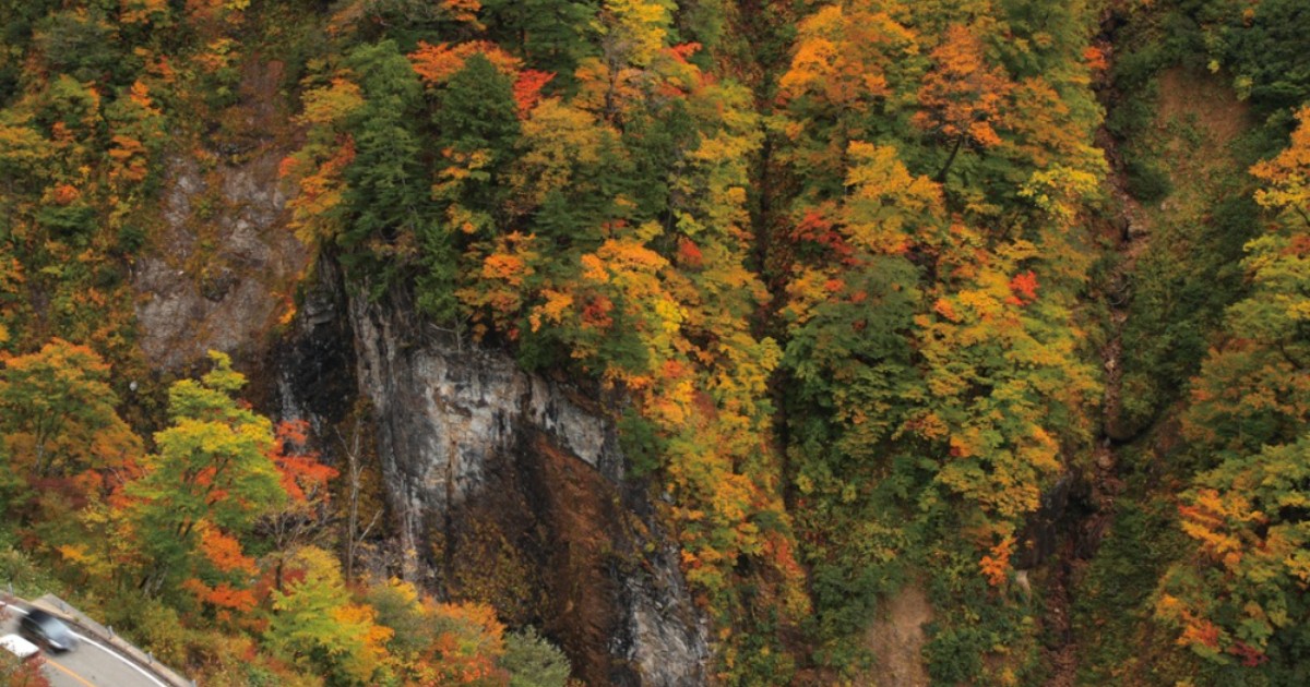 白山白川郷ホワイトロードの紅葉(白山市)