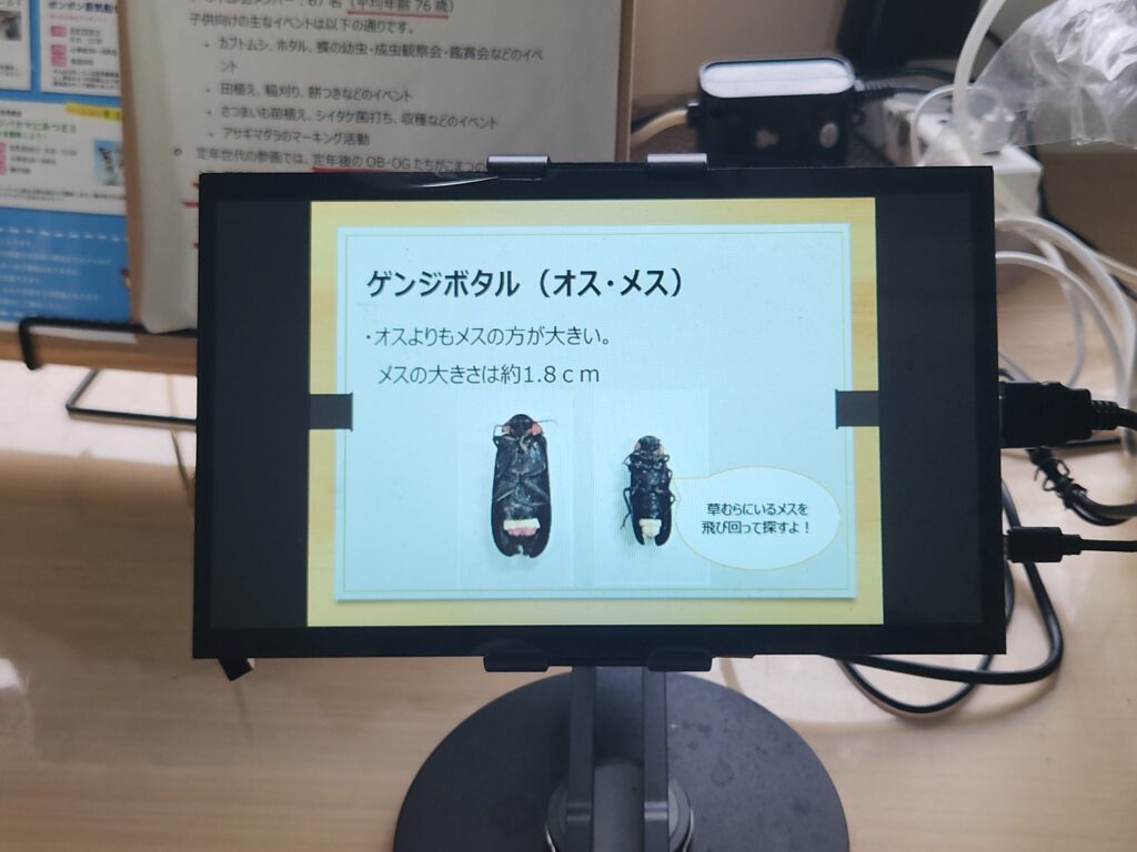 ゲンジボタルの標本