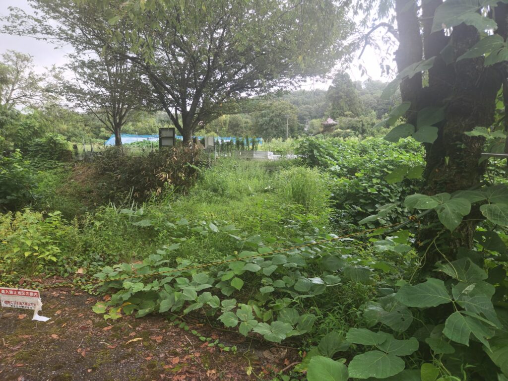 がやま橋のあたり。草が深く、橋は見えなかった