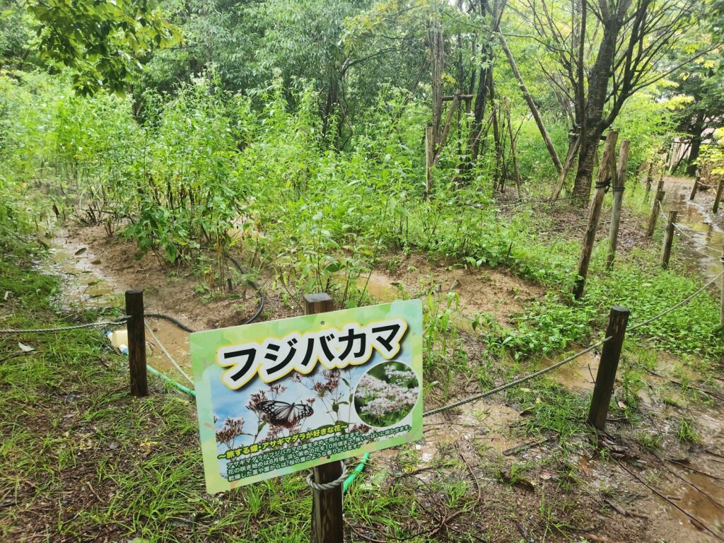 フジバカマの札