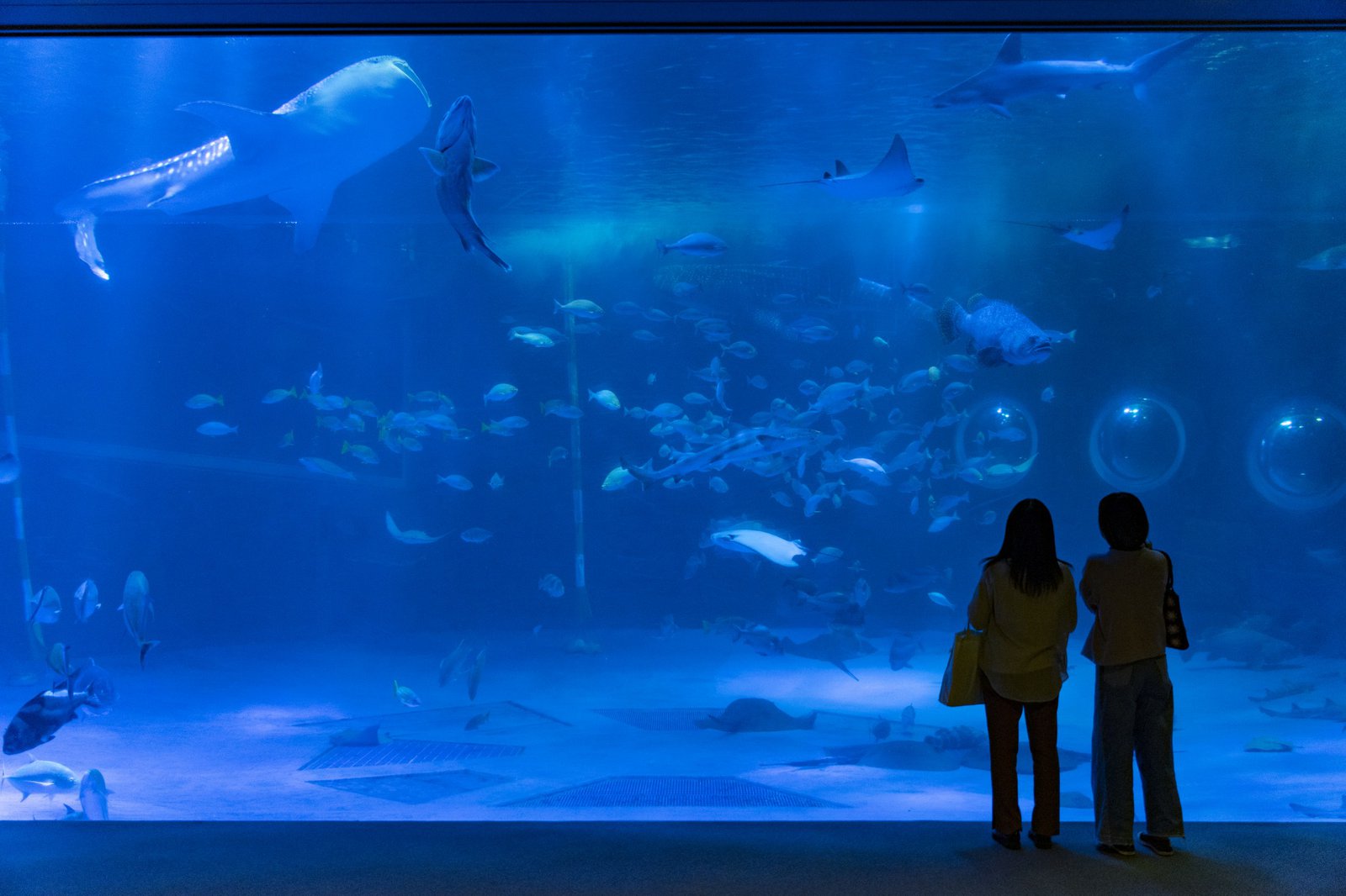のとじま水族館の大水槽を見る来館者