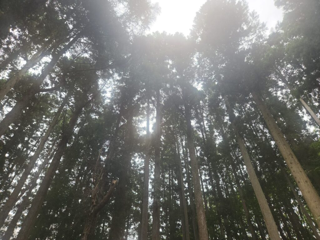 見上げると杉。案内板の「高さ30mの大杉」は残っていないが、林はいまも高い